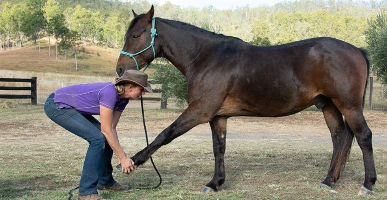 How to Find the Best Experts in Horse Health Problems?