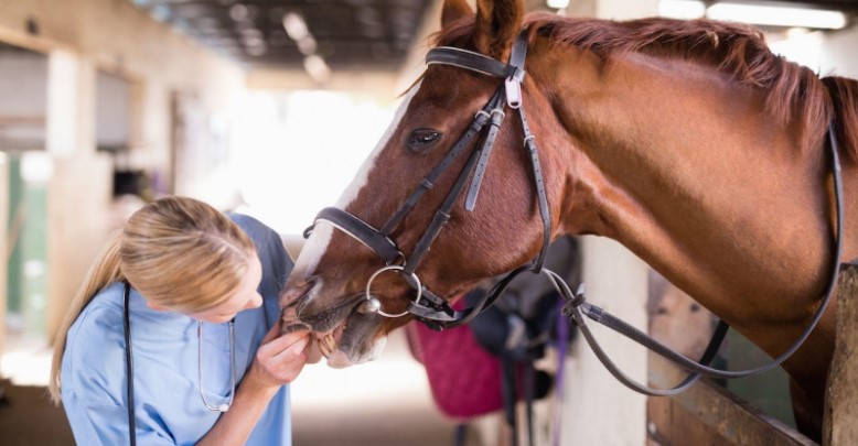 How to Find the Best Experts in Horse Health Problems?