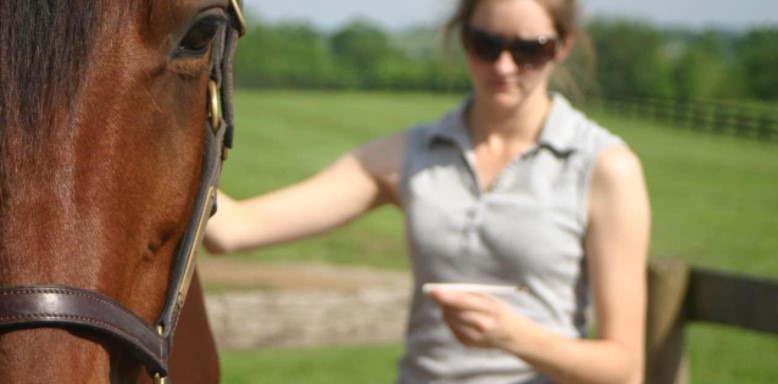 How to Find the Best Experts in Horse Health Problems?